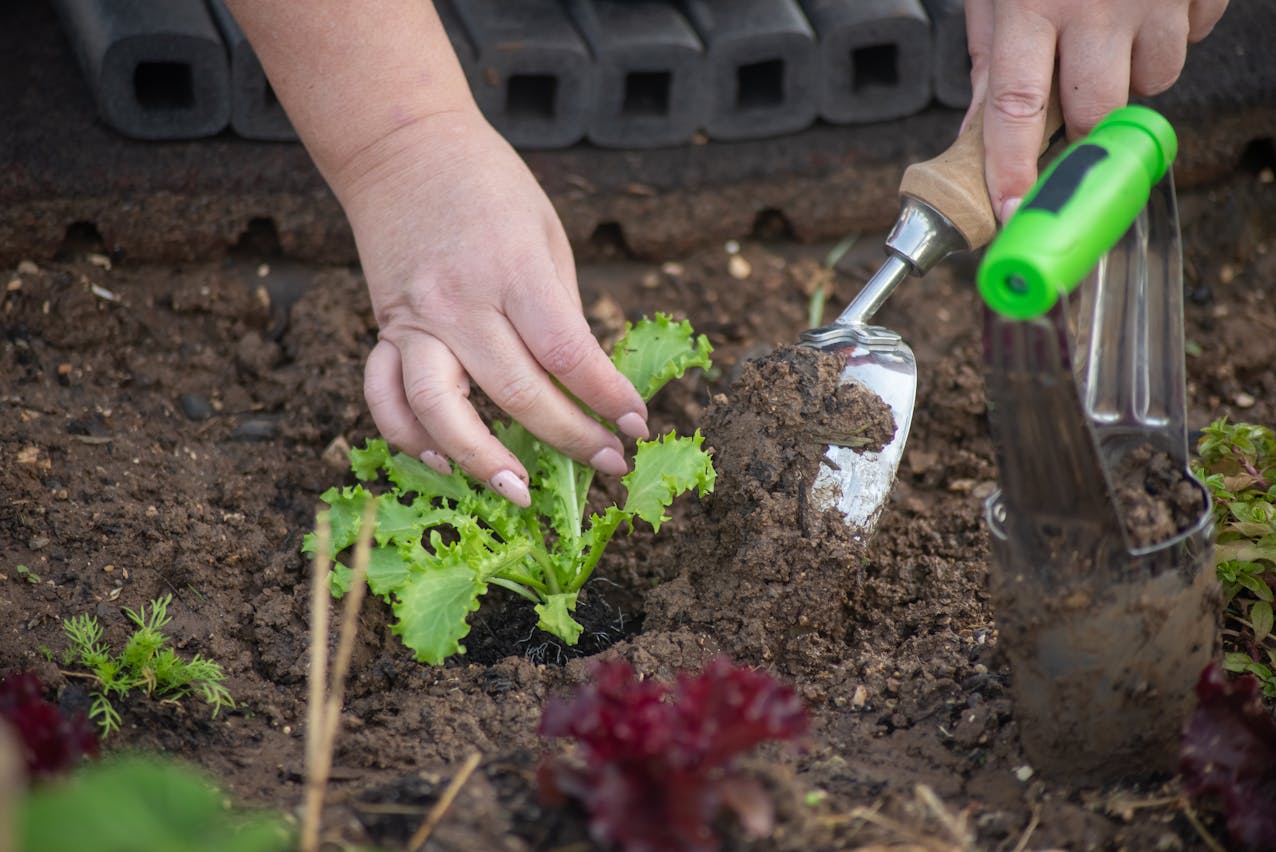 The Key to Vibrant Gardens