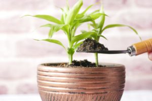 Garden supplies near me
